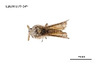 藏品(毒蛾科)的圖片